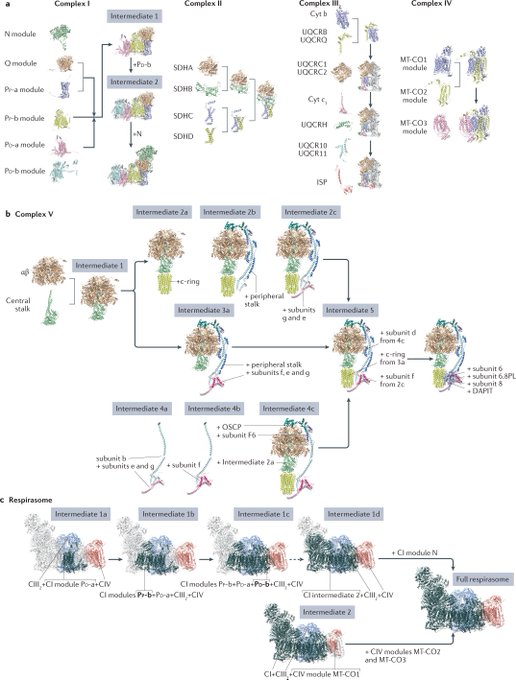 NatRevMCB's tweet photo. Feb issue @NatRevMCB #Review by Vercellino&amp;Sazanov @ISTAustria @SazanovL @irene50387182
All you need to know about the assembly, organization and function of respiratory complexes #mitochondria #RespiratoryChain

https://t.co/GACbeR2HJH

FREE pdf #sharedit https://t.co/YvPAc4NyBn https://t.co/5qIkUEESHx