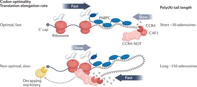 Nature Reviews Molecular Cell Biology tweet media