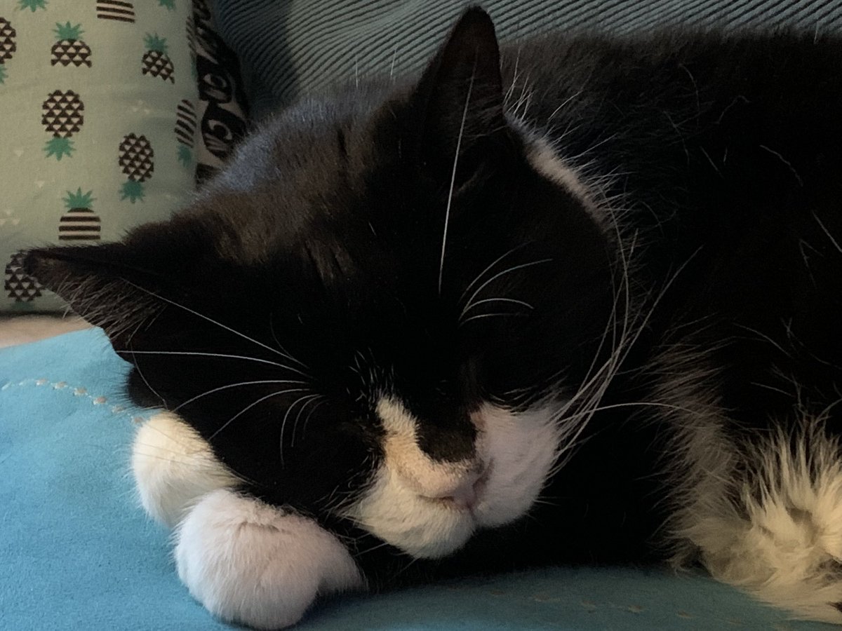 ChibsonV's tweet photo. This is Felix our senior kitizen from @CatsProtection last year. He’s about 10, likes to eat, sleep, dribble and fart but has bought so much ♥️ to our home that nobody minds being woken at 3am because he wants some fussing 😻😻😻😻 https://t.co/ps2s5JEx2X