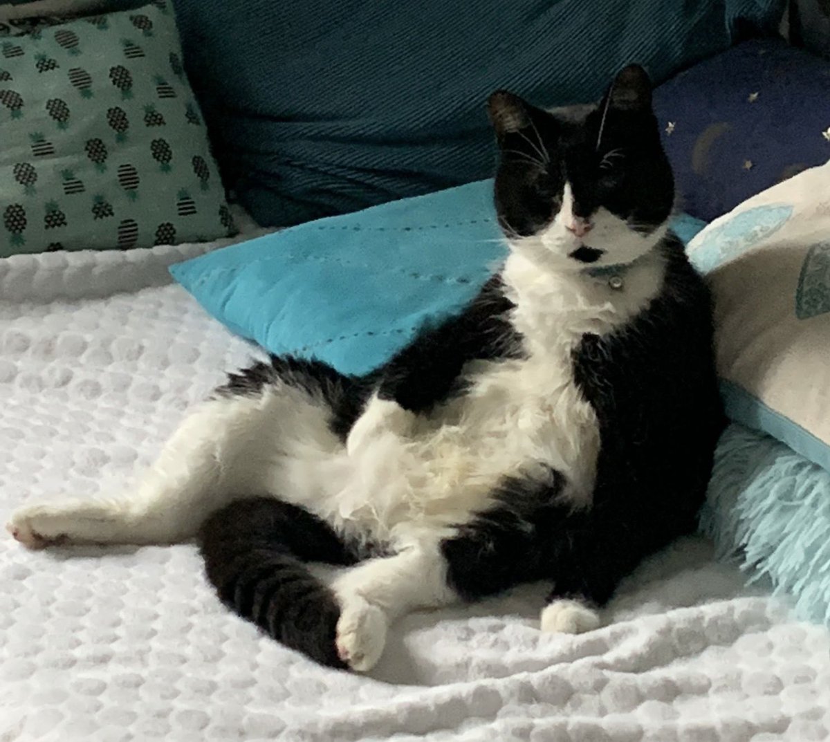 ChibsonV's tweet photo. This is Felix our senior kitizen from @CatsProtection last year. He’s about 10, likes to eat, sleep, dribble and fart but has bought so much ♥️ to our home that nobody minds being woken at 3am because he wants some fussing 😻😻😻😻 https://t.co/ps2s5JEx2X