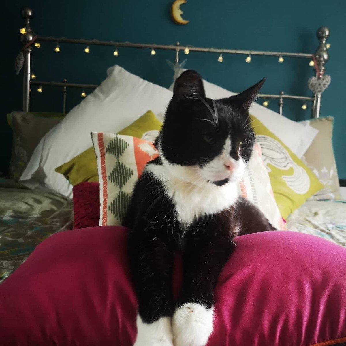 ChibsonV's tweet photo. This is Felix our senior kitizen from @CatsProtection last year. He’s about 10, likes to eat, sleep, dribble and fart but has bought so much ♥️ to our home that nobody minds being woken at 3am because he wants some fussing 😻😻😻😻 https://t.co/ps2s5JEx2X