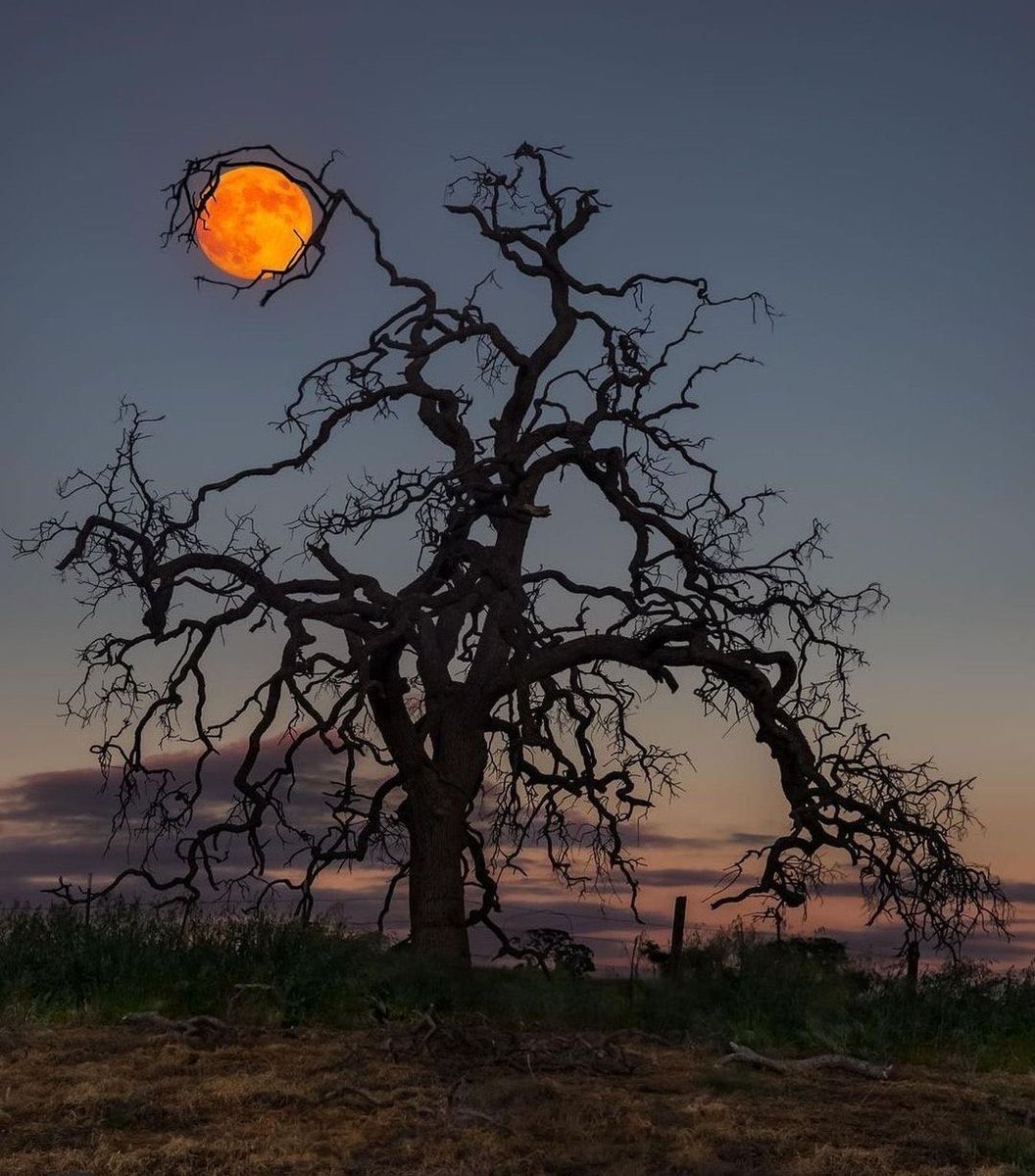 SitiosVirales's tweet photo. La luna atrapada por las garras de la noche.... https://t.co/hF3vXpWRIO