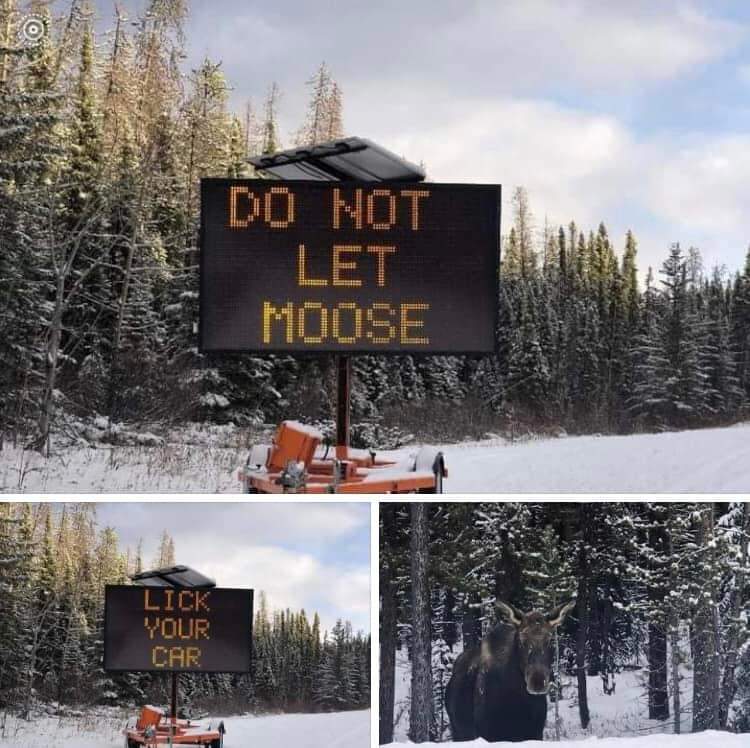 townofned's tweet photo. If they do, don't honk. That'll just make them angry. https://t.co/hMuk401ct6