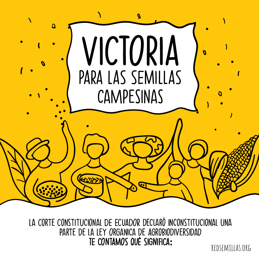 redsemillasorg's tweet photo. ¡Victoria para las semillas campesinas! 
La Corte Constitucional de Ecuador  @CorteConstEcu
 declaró inconstitucional una parte de la Ley Organica de Agrobiodiversidad. 
¡Te contamos qué significa! #semillaslibres #ecuadorlibredetransgenicos https://t.co/Nru7iWTb49