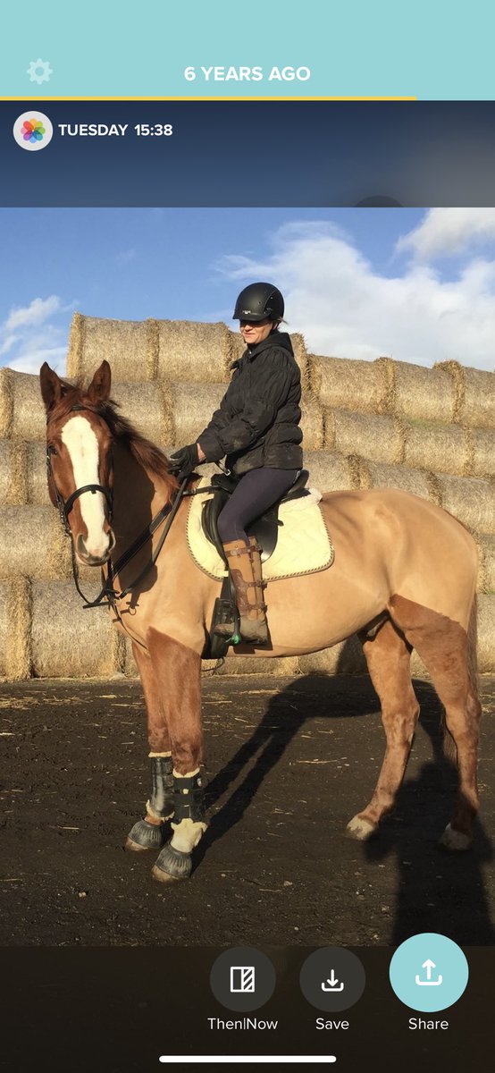 Clairefada's tweet photo. @MerPolMounted Hi Carter! Meet Carter! 😂🧡. #Gingerhorse https://t.co/av0pXpfxEa