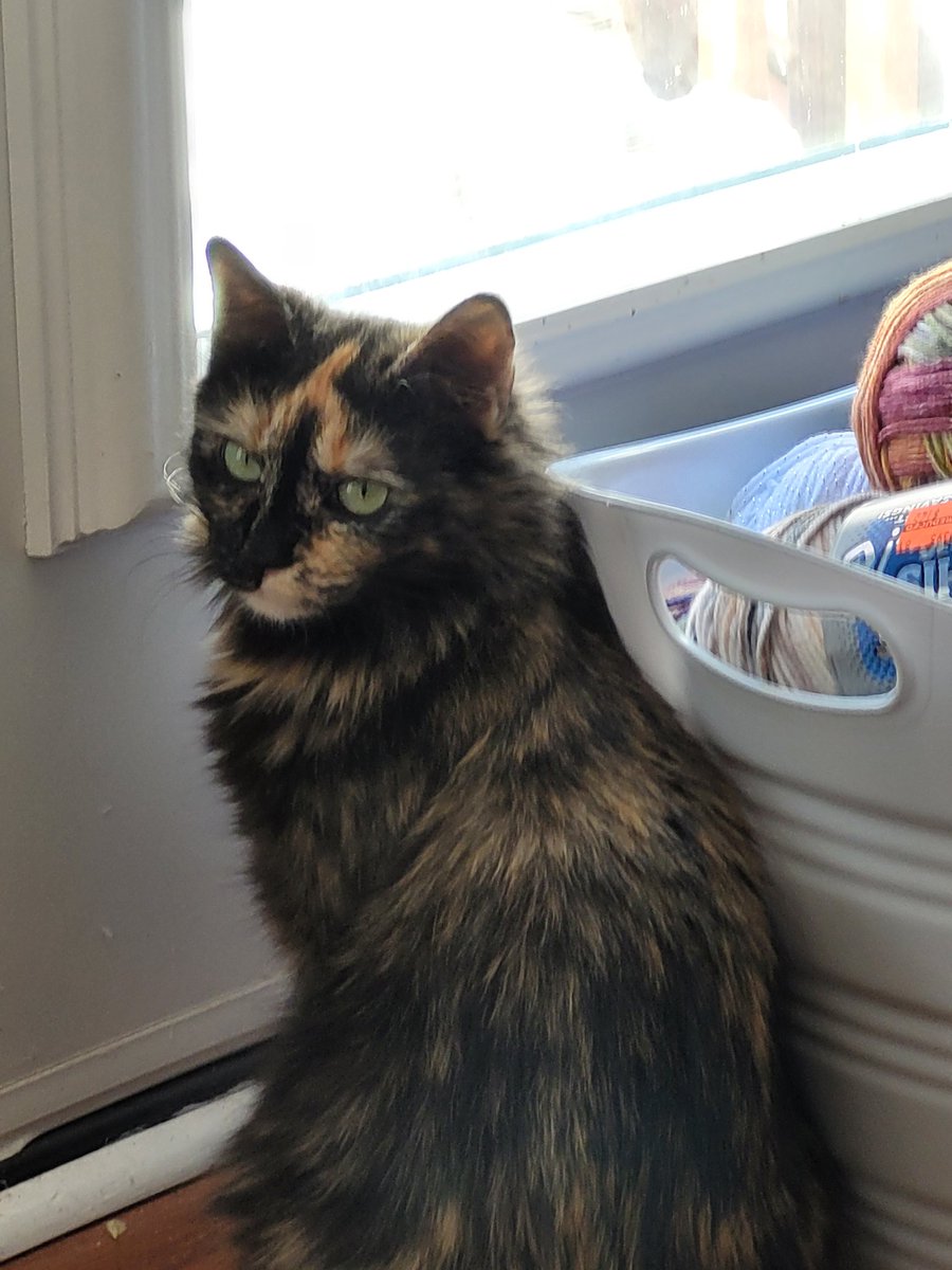 Mommy has been so busy she hasn't tweeted for me, but I gave her "the look" so she would make sure to say  meow for me to all my friends. Meow...