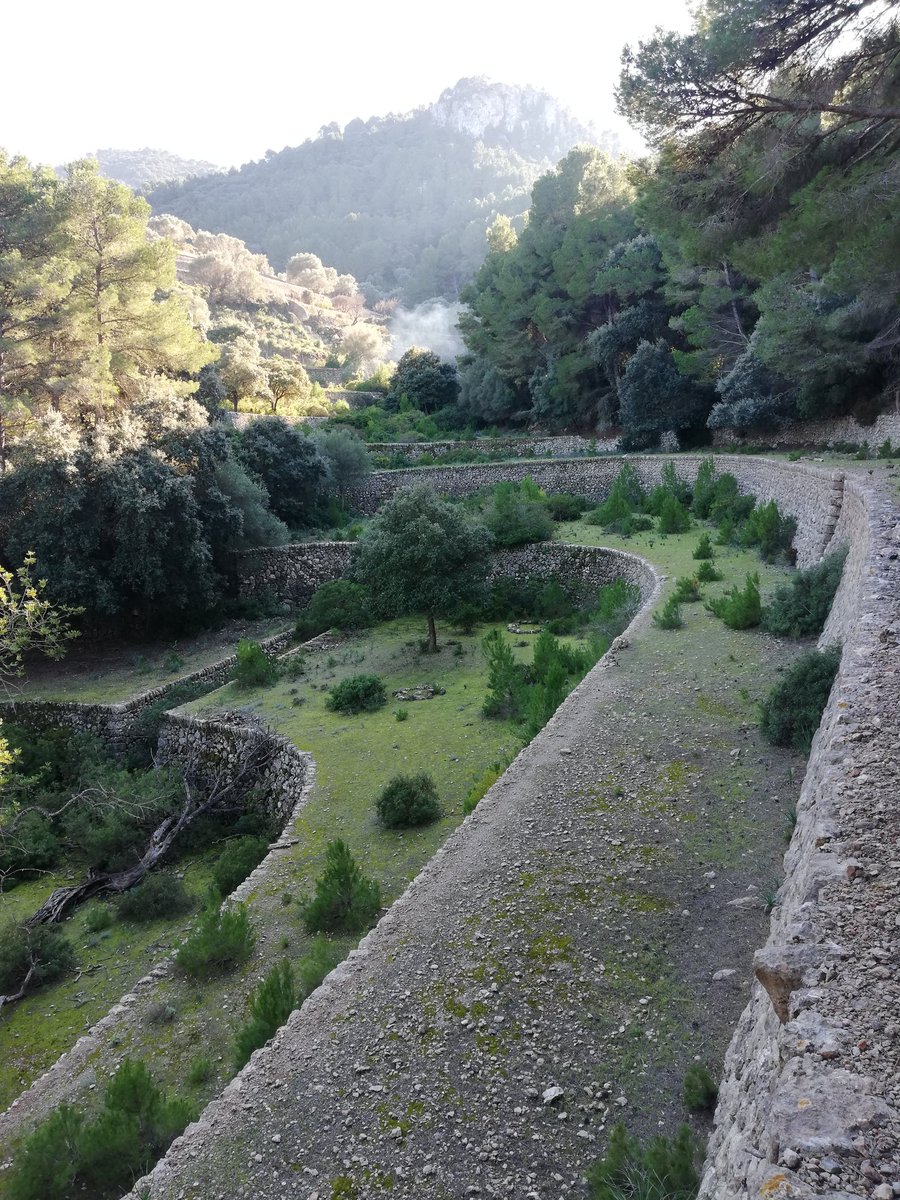 FOREST_TRAMUN's tweet photo. Marjades, l'element antròpic més característic de la Serra de Tramuntana⛰️. Molts continuen retenint terra i evitant l'erosió, tot i que l'activitat agrícola 🌾hi ha anat en retrocés oferint oportunitat a la colonització per vegetació forestal🌳. https://t.co/2EOxQlBVcT