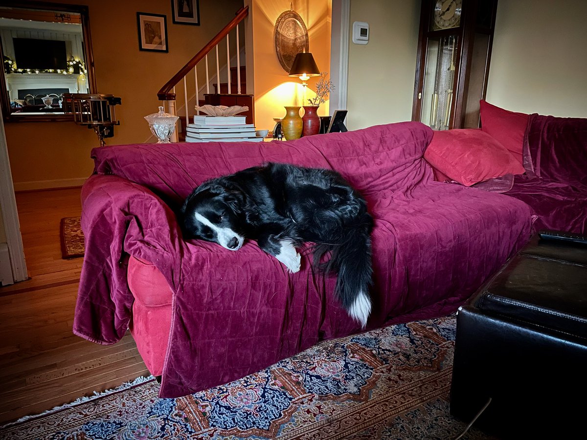 mindthegap's tweet photo. Sound asleep…sometimes I like him that way #AtticusFetch #dogoftheday #letsleepingdogslie https://t.co/ZE2JsFt3Ix