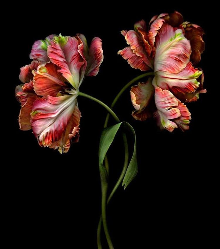 Kırgınlık aslında çok gürültülüdür. 
Ama kızgınlık çok sessiz...