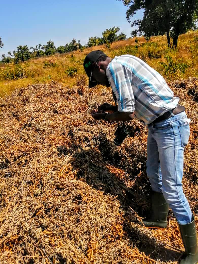 akinwale_cfi's tweet photo. @EletaValentine @borie_nla @Nig_Farmer @czarohm Lol..
Oga Rainmaker, i dey enter Bush o even if i talk & #DoTech
Frame 1 - Threshing🌽 with team in Kwara State
Frame 2- Checking our Grandnut🥜Farm in Niger State
Frame 3- Land inspection in Ijebu Ode for 🚜 - Ogun State
Frame 4 - Commodities Market in Kano State.
🤷🏿♂️ https://t.co/Ysg852EhVB