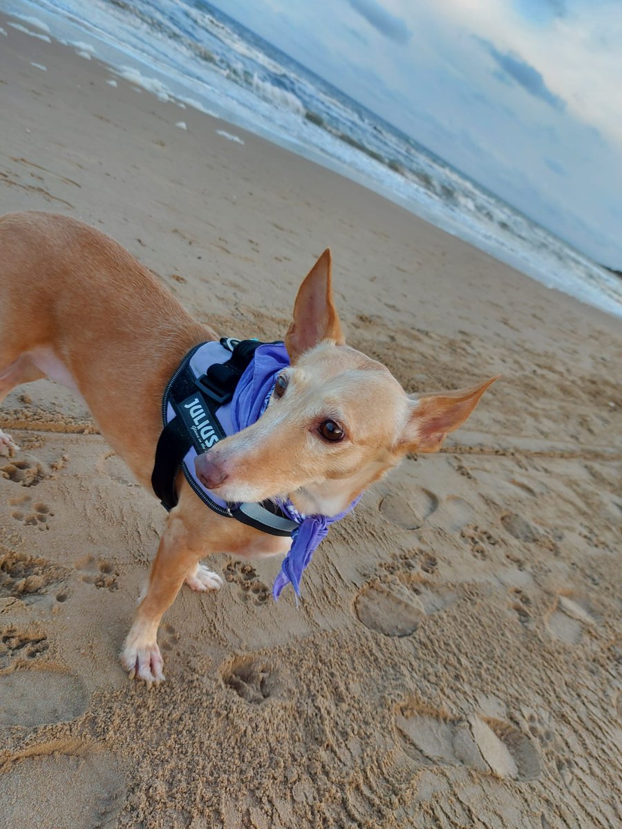 FuriusM's tweet photo. Después de la nieve, tocaba conocer la playa, hemos aprovechado para soltar por primera vez a Freya y.. ha salido todo genial, ellas súper felices y nosotros aun más con ellas 🤗
@Merypompisssss https://t.co/c5wIY8Mzv0