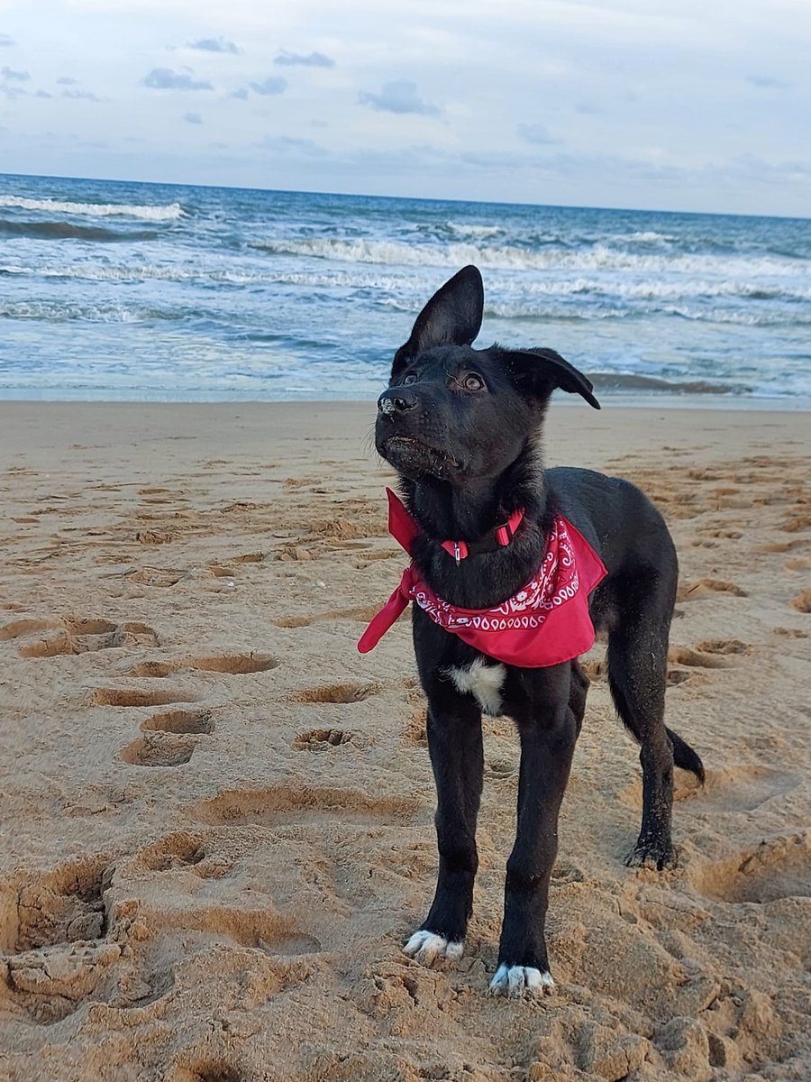 FuriusM's tweet photo. Después de la nieve, tocaba conocer la playa, hemos aprovechado para soltar por primera vez a Freya y.. ha salido todo genial, ellas súper felices y nosotros aun más con ellas 🤗
@Merypompisssss https://t.co/c5wIY8Mzv0