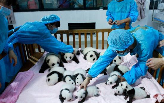 skylacoo's tweet photo. @travalacom @NEARProtocol #Panda sanctuary #volunteering in #China is everything I need for a dream vacay! I would play with baby pandas all day long!🐼🥰😊 https://t.co/2TpqnYV1Cb