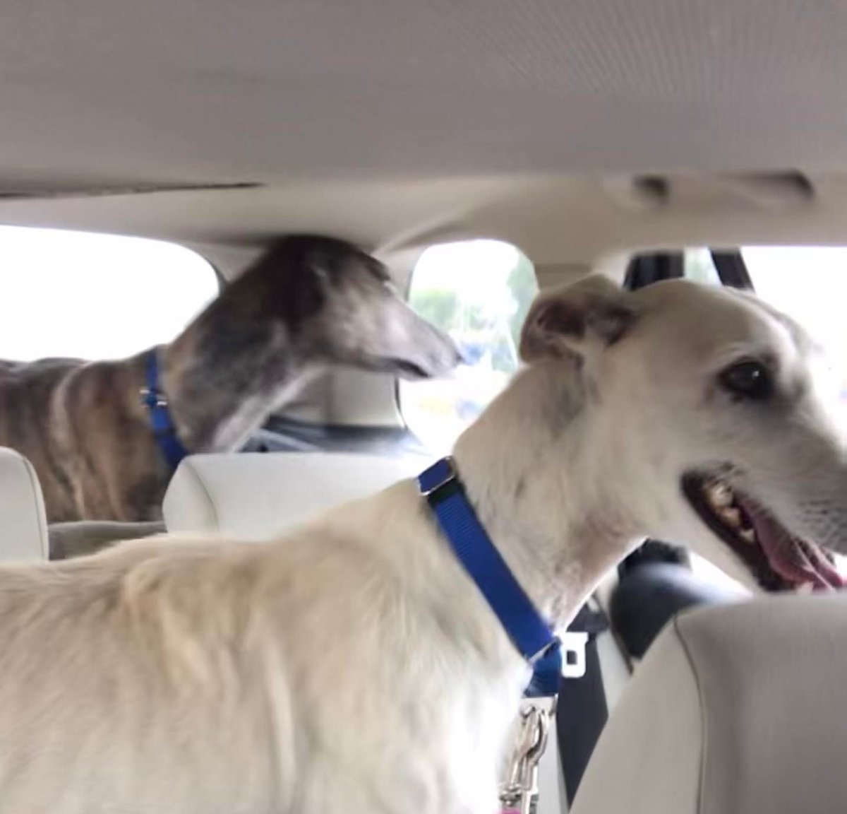 SaveASighthound's tweet photo. Please welcome these three gorgeous girls to SHUG. Betty (white wirehair), Dorothy (blue brindle), Rose (red brindle). #galgos #galgas #rescuedogs #rescuedog https://t.co/J8BxPwXsw3