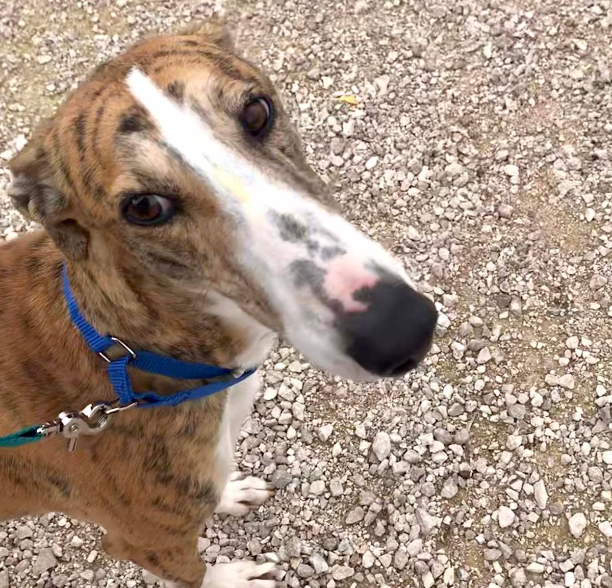 Please welcome these three gorgeous girls to SHUG. Betty (white wirehair), Dorothy (blue brindle), Rose (red brindle). #galgos #galgas #rescuedogs #rescuedog