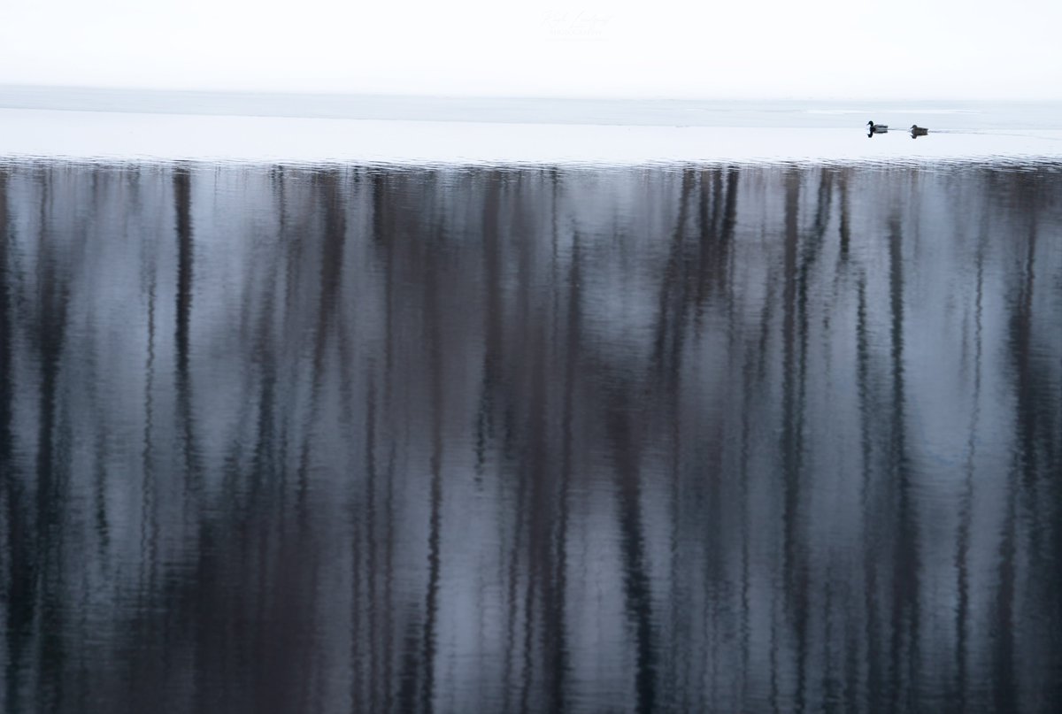 kaylalindquistphotography.com 

My most recent shot of a mallard couple. The goal being to create a less normal composition because I wanted to emphasize the reflections on the river. 
#birding #birdphotography #photography #birds #wildlifephotography