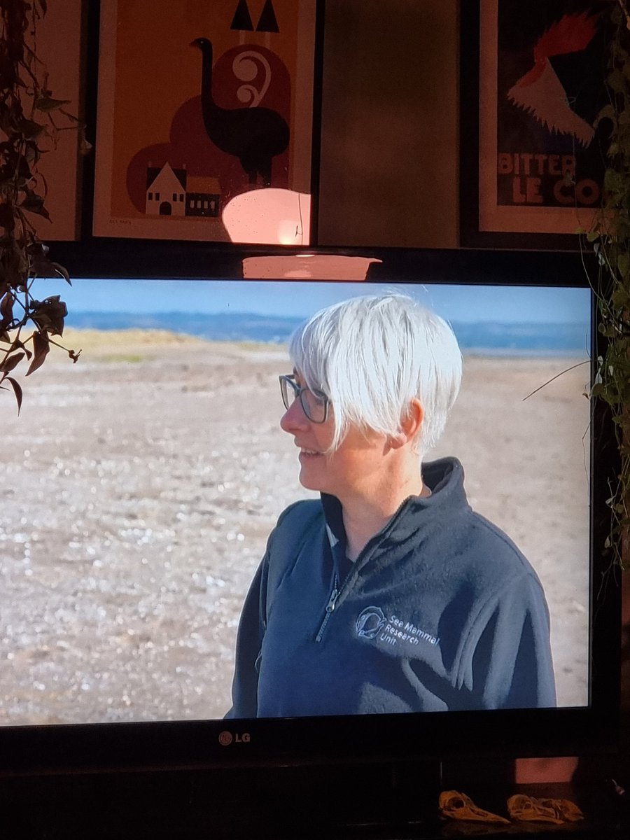 BBC content has peaked 😍 🦭