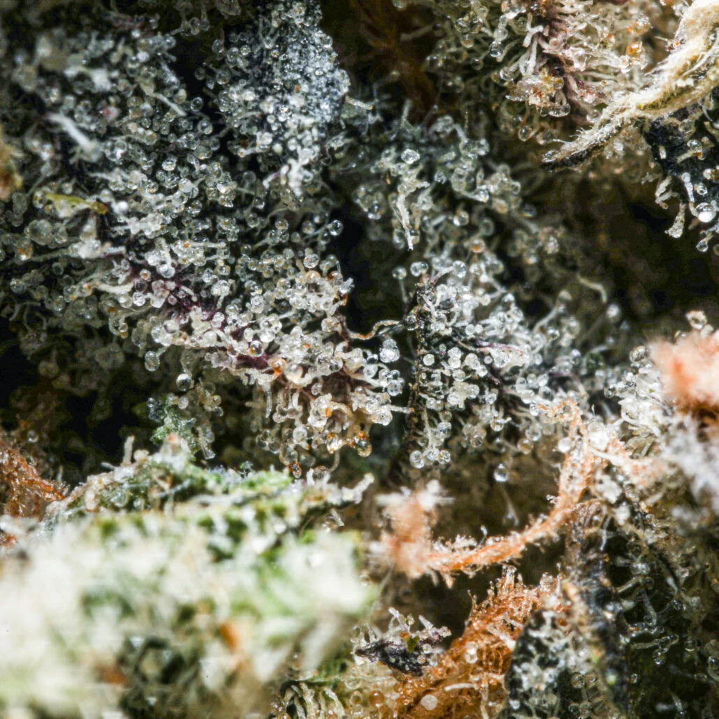 therealbudmail's tweet photo. This strain is like a box of delicious mint chocolates... but instead of eating it, you smoke it! ๐ฅ๐๐ซ
๐ธ: LSO Mint Chocolate Chip
Lab tested at 24% THC
Coming this Friday (January 28th) ๐
#budmail #mintchocolatechip https://t.co/xabWJZX1KQ
