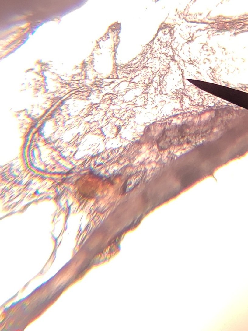 RiedelSCIENCE's tweet photo. Strawberry DNA under the microscope! Extracted in 7th grade Life Science classes today. @MMS_WOLVES @correllscience @donnajeanguzman #MMSscience #fcps1kidsdeserveit https://t.co/3hwP55Da3G