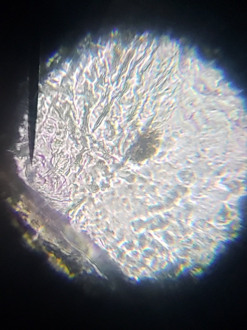 RiedelSCIENCE's tweet photo. Strawberry DNA under the microscope! Extracted in 7th grade Life Science classes today. @MMS_WOLVES @correllscience @donnajeanguzman #MMSscience #fcps1kidsdeserveit https://t.co/3hwP55Da3G