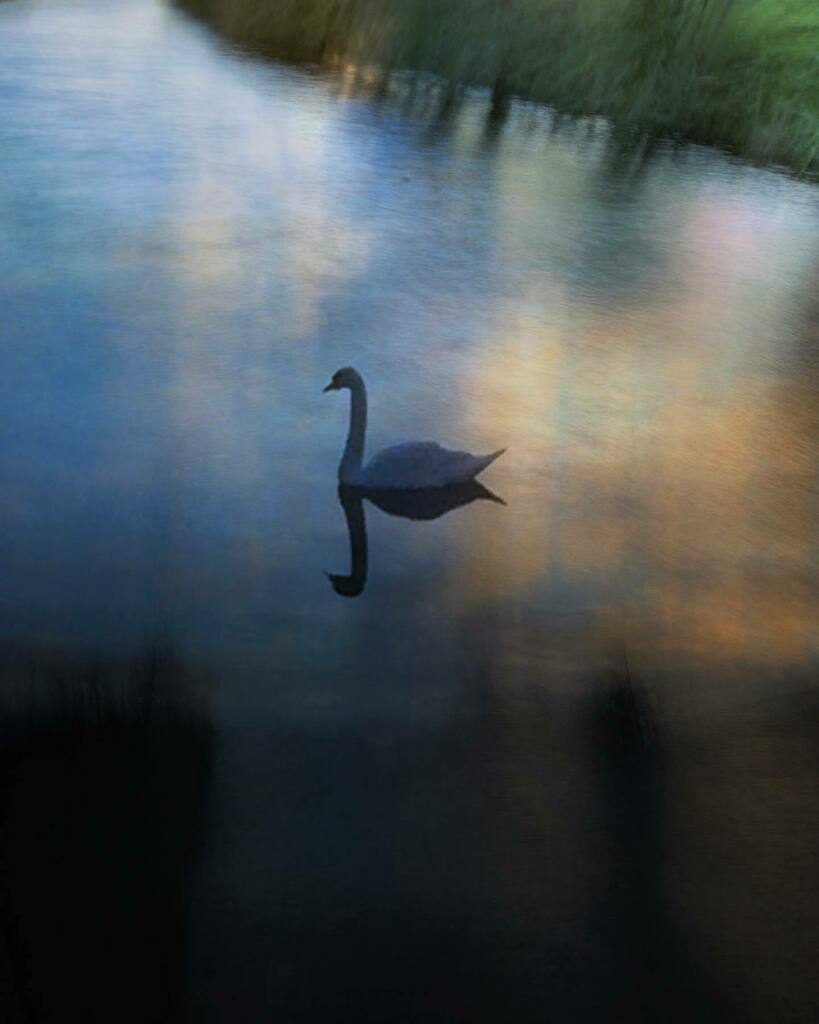 GhostsGavin's tweet photo. In a time without me and beyond: sleeping, rebirth, lost patterns of water’s light. 

#dawnlight #reflections #muteswan #layeredphotography #layeredimage #contemplation #mysteries #lifeandlight #stillnesswithin https://t.co/ppMYuB4LPs