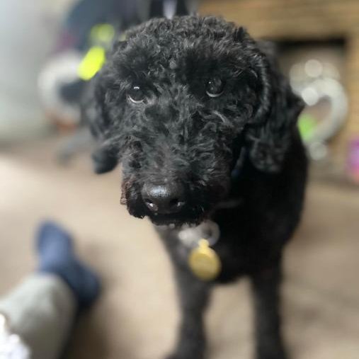 BastonciniCSGO's tweet photo. Today's win was in loving memory of Curly ♥️ https://t.co/u9jjMjwD3N