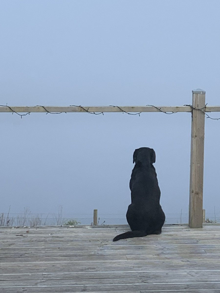 D_Houston's tweet photo. "Whether the weather be fine,
Or whether the weather be not,
Whether the weather be cold,
Or whether the weather be hot,
We'll weather the weather
Whatever the weather,
Whether we like it or not!"
~ The pup Gill's favourite view
🐾👣😊 https://t.co/3xlBYVOqi0