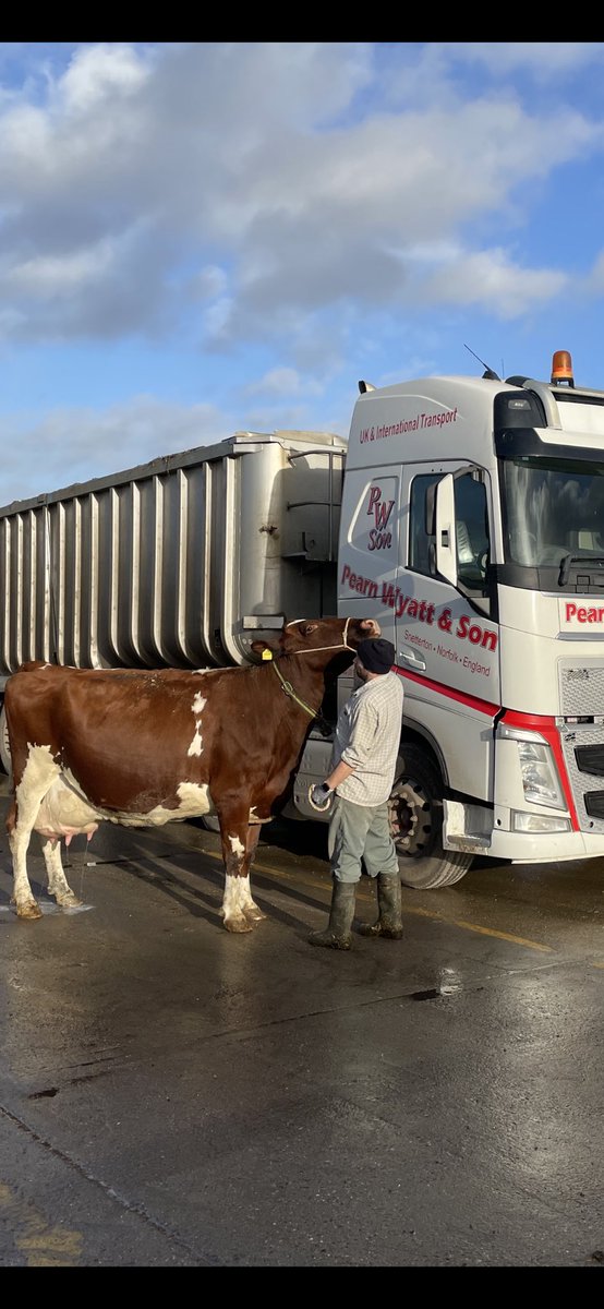 slippysam's tweet photo. It’s part of my job sending the barren cows. Sometimes there is that special cow that gets to the end of her time that brings tears to my eyes. Thanks Tank. Your legacy will last a long time #cow #dairy #milk #crapday https://t.co/EP3bPA2BZw