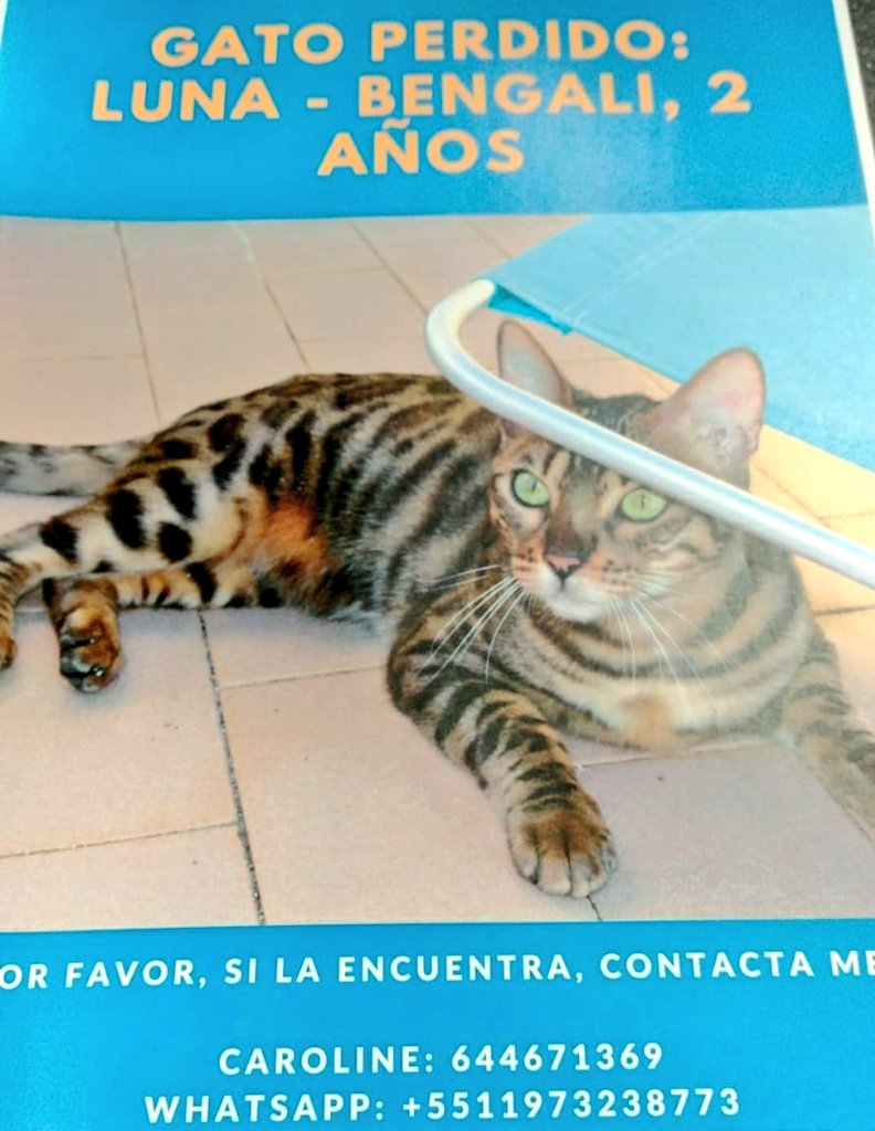 #Barcelona #FemXarxa 🆘🆘
#XarxaBarcelonaPerduts
LUNA, perdida en Pza.Del Centre.