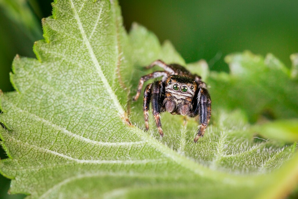ecoblogo's tweet photo. Come promesso ecco il primo ragno dell'anno! Potevo forse non scegliere uno splendido salticide?⁠
⁠
⁠
⁠
⁠
⁠#macrophotography #macrophotographylove #cupoty #appicoftheweek #spidersofinstagram #modernoutdoorsman #modernoutdoors #visualsofearth #ise… https://t.co/sAEFu5WHkD