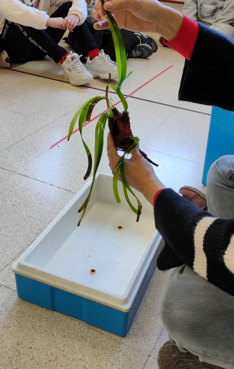 FerranMorell's tweet photo. 9/10 I arriba el moment més esperat! Ens visita a l'escola Inés Castejón @ic_sil per dur-nos la planta... Privilegi que només tenim uns pocs gràcies a aquest #ProjecteComunitari--->#Esporles--->@IMEDEA_UIB_CSIC https://t.co/yekwB7X6eC