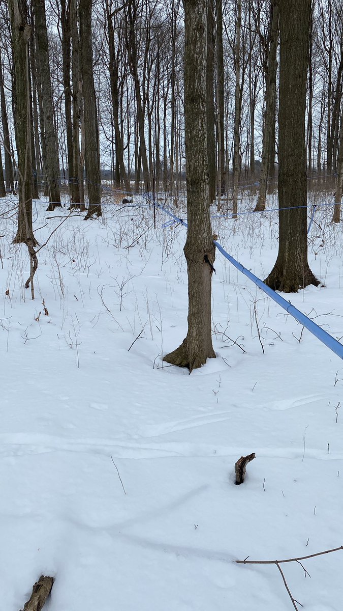 Rolling Ridge Maple tweet media