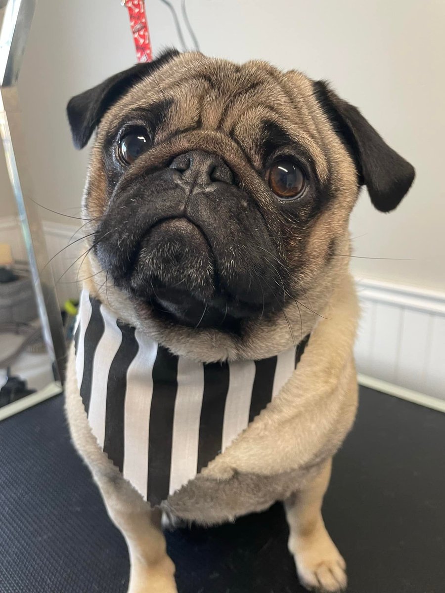 brown12_kate's tweet photo. Who wants to see a preview of our Bodacious Bandanas?! This little guy was being mischievous this morning so he's sporting black and white strips. #BodegaBargN #ABTatUFV #ABTPod3 https://t.co/7CW0KC3p5y