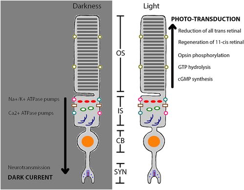 Glucose metabolism in mammalian photoreceptor inner and outer segments  https://onlinelibrary.wiley.com/doi/10.1111/ceo.12952