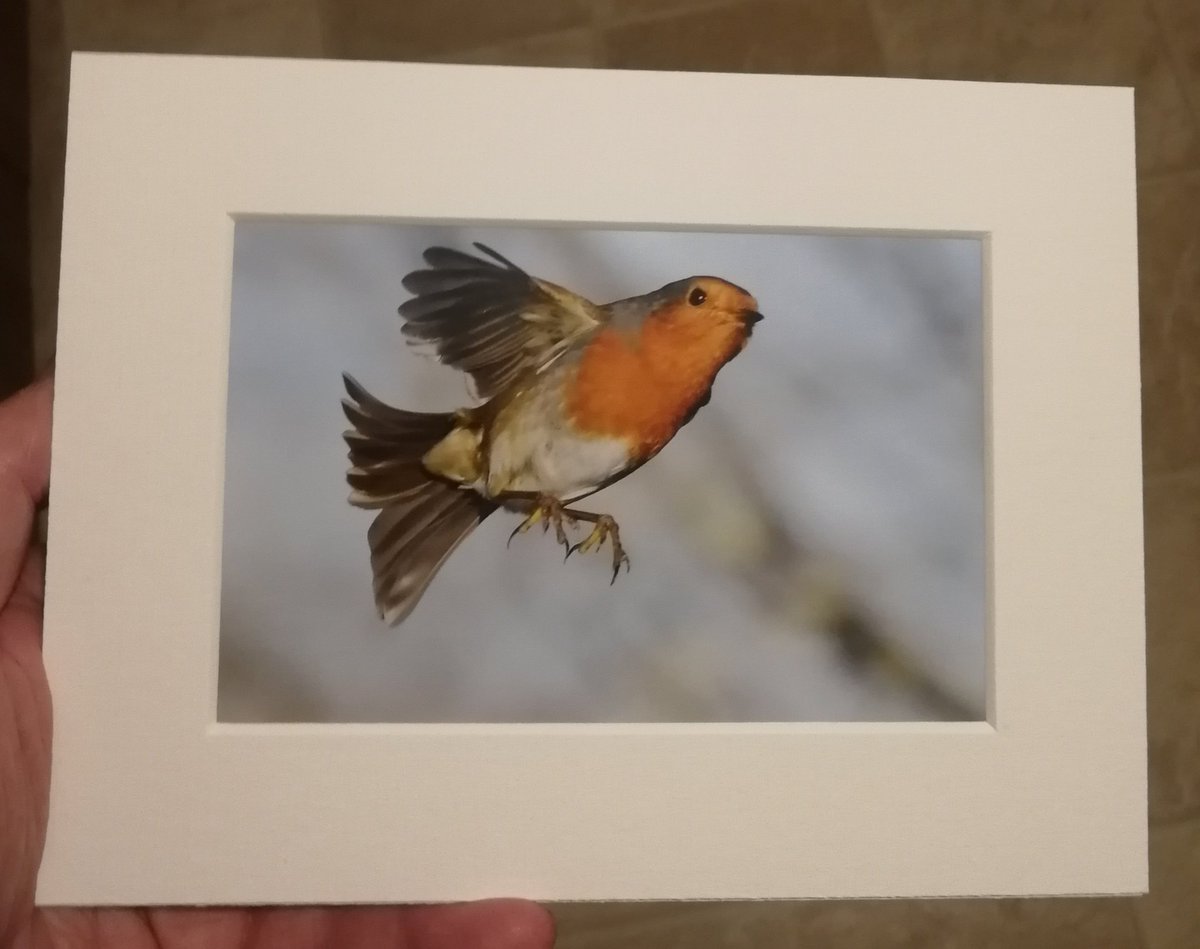 CarlBovisNature's tweet photo. WIN! π
This pair of 6x4 Robin prints, in signed and dated 8x6 mounts! π
To enter, just RT & answer this question;
What is the title of my book? π€ https://t.co/Ks3gGF3dE0