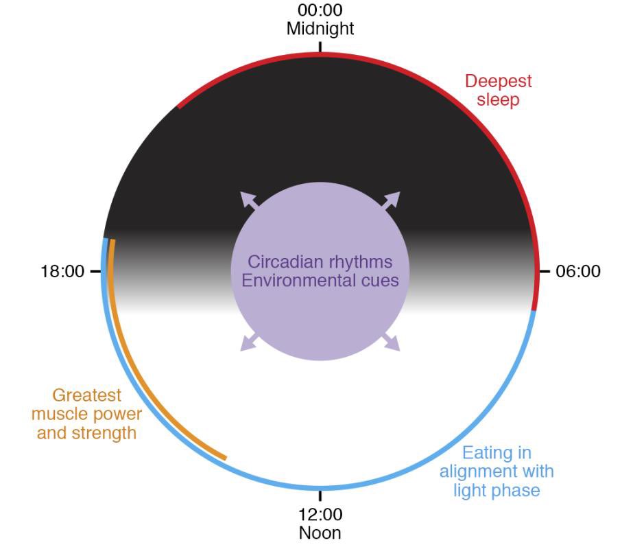 Interconnections between circadian clocks and metabolism  https://www.jci.org/articles/view/148278