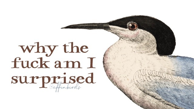 Effin' Birds tweet media