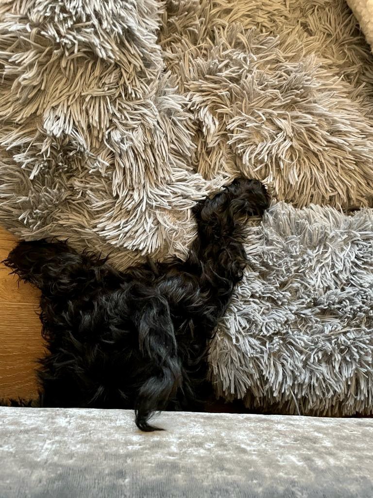 How it started ======> how it ended #DogsofTwittter #SchnauzerGang