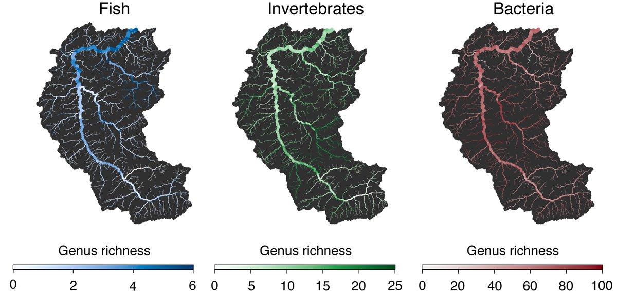 Luca Carraro (@lu_ca_rraro) on Twitter photo Modelling #eDNA transport in #river networks reveals highly resolved spatio-temporal patterns of freshwater #biodiversity
Preprint now available:
biorxiv.org/cgi/content/sh…
Thanks to <a href="/rosiecblackman/">Dr Rosetta Blackman</a> <a href="/altermatt_lab/">Florian Altermatt @florianaltermatt.bsky.social</a>! Modelling #eDNA transport in #river networks reveals highly resolved spatio-temporal patterns of freshwater #biodiversity
Preprint now available:
biorxiv.org/cgi/content/sh…
Thanks to <a href="/rosiecblackman/">Dr Rosetta Blackman</a> <a href="/altermatt_lab/">Florian Altermatt @florianaltermatt.bsky.social</a>!