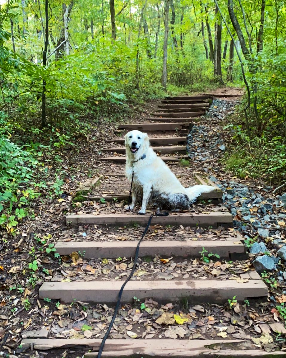 TinaBMD's tweet photo. @WalterTheGolden @dogfather @dog_feelings @AndrewsMcMeel #gotmud? #Ice 🐶❤️ https://t.co/MMGfMUFj93
