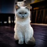 Photo by Dumpling the NFT Cat (@ThecatDumpling)
