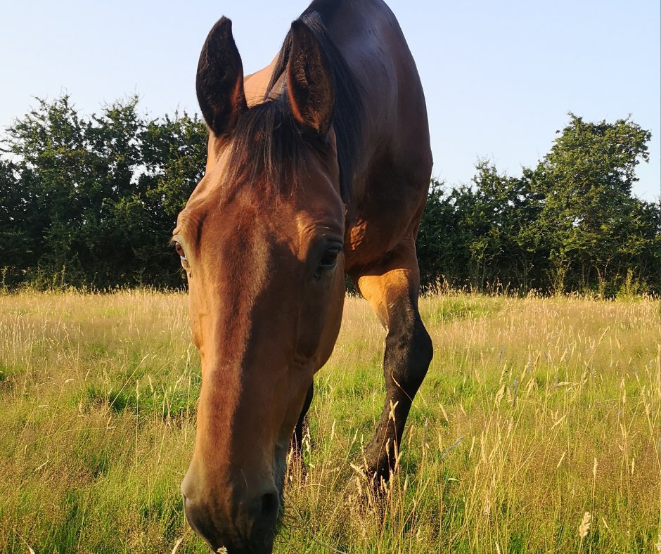 Say hello to Hamish🐎👋

Hamish is a gentle soul, loves apples and strokes and has learned to tolerate our many mischievous alpacas 😛

#farmholiday #countrysideholiday #horses #stableoakcottages