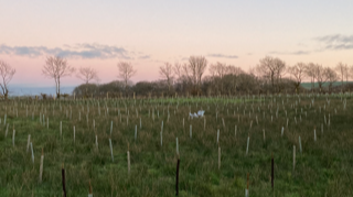 CampingCoedmor's tweet photo. Busy few days planting one of our new broadleaf woodlands. These will provide additional wildlife havens and amazing woodland trails for our campsite #broadleaf #woodland @QGCanopy #plantatreeforthejubilee #treesforfarms #agriforestry @onetreeplanted @CoedCadw https://t.co/pKaYFNUW2H