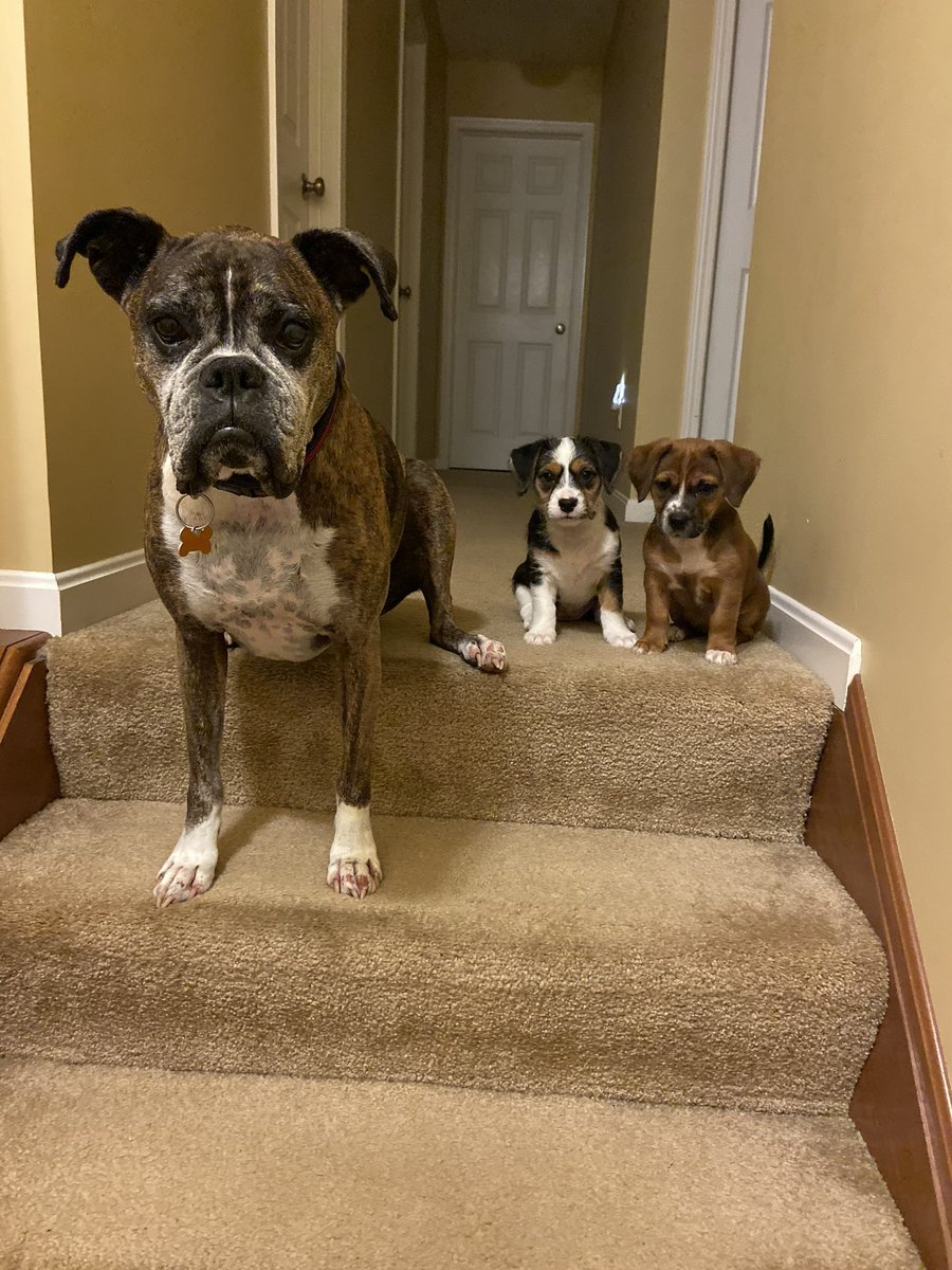 jbladegaard's tweet photo. @dogfather @dog_feelings @AndrewsMcMeel Trying to teach the young pups how to do it! https://t.co/lgraIXRcGM