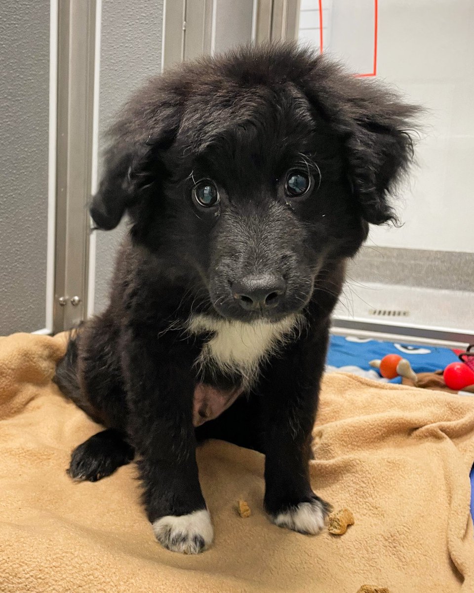 Beware, your heart may just melt at the very sight of this adorable Newfie mix named Oswald. 😍 Oswald's favorite things are treats and baby talk. Our favorite things about Oswald are his tiny little salt &amp; pepper toes, and his whole body wiggles. Adopt: kitsap-humane.org/adopt/availabl…