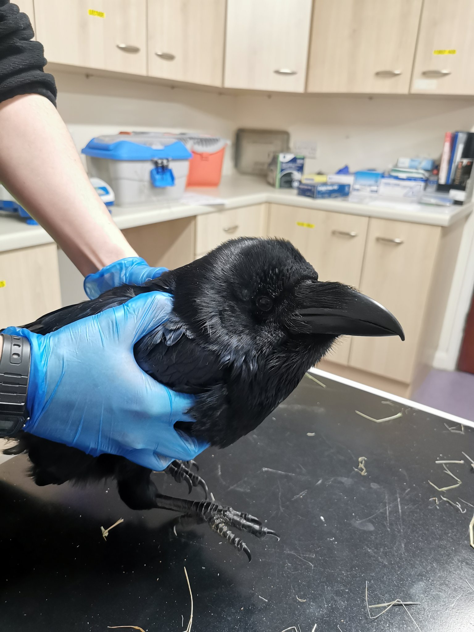 Vale Wildlife Hospital on X