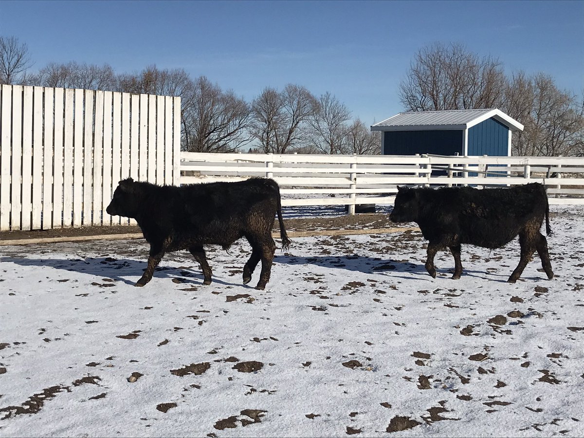Just picked up two beautiful steers donated to the <a href="/irvine_school/">Irvine School</a> Agriculture Discovery Centre by Short Grass Ranches! Thank you to <a href="/srlehr/">Scott Lehr</a> <a href="/craig_lehr/">Craig Lehr</a> and family for your generous donation! Investments made in youth pay dividends in ways that can’t be measured! <a href="/PrairieRoseSD8/">Prairie Rose SD8</a>