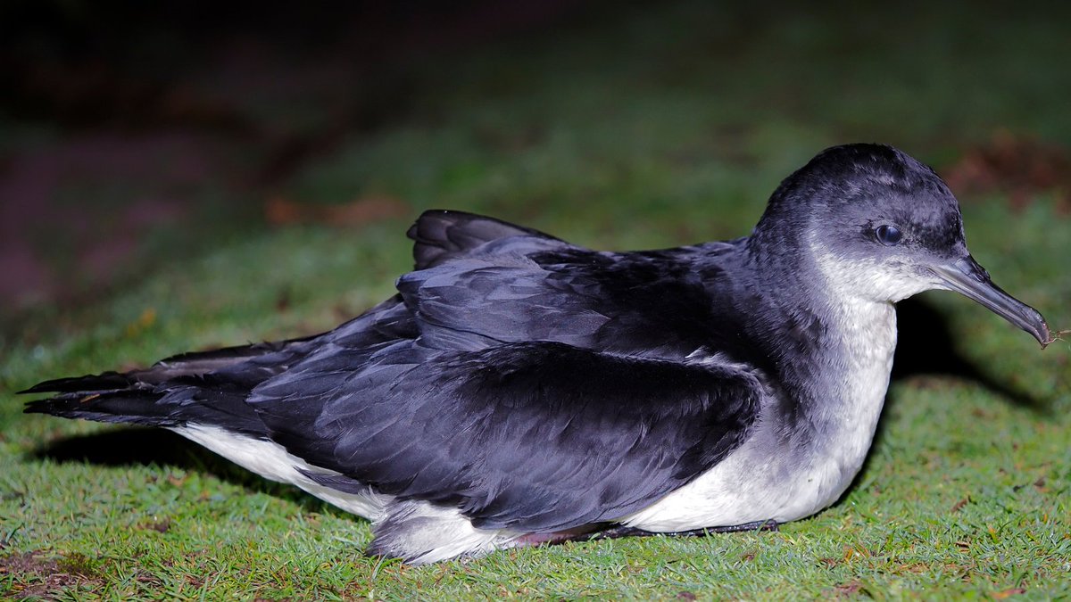 The oldest bird we know of with a BTO ring is a Manx Shearwater that was ringed in 1957 and seen again in 2008, almost 51 years later. You can find astonishing records like this one in our online ringing report 👉 bto.org/our-science/pr… #Winterwatch <a href="/BBCSpringwatch/">BBC Springwatch</a>