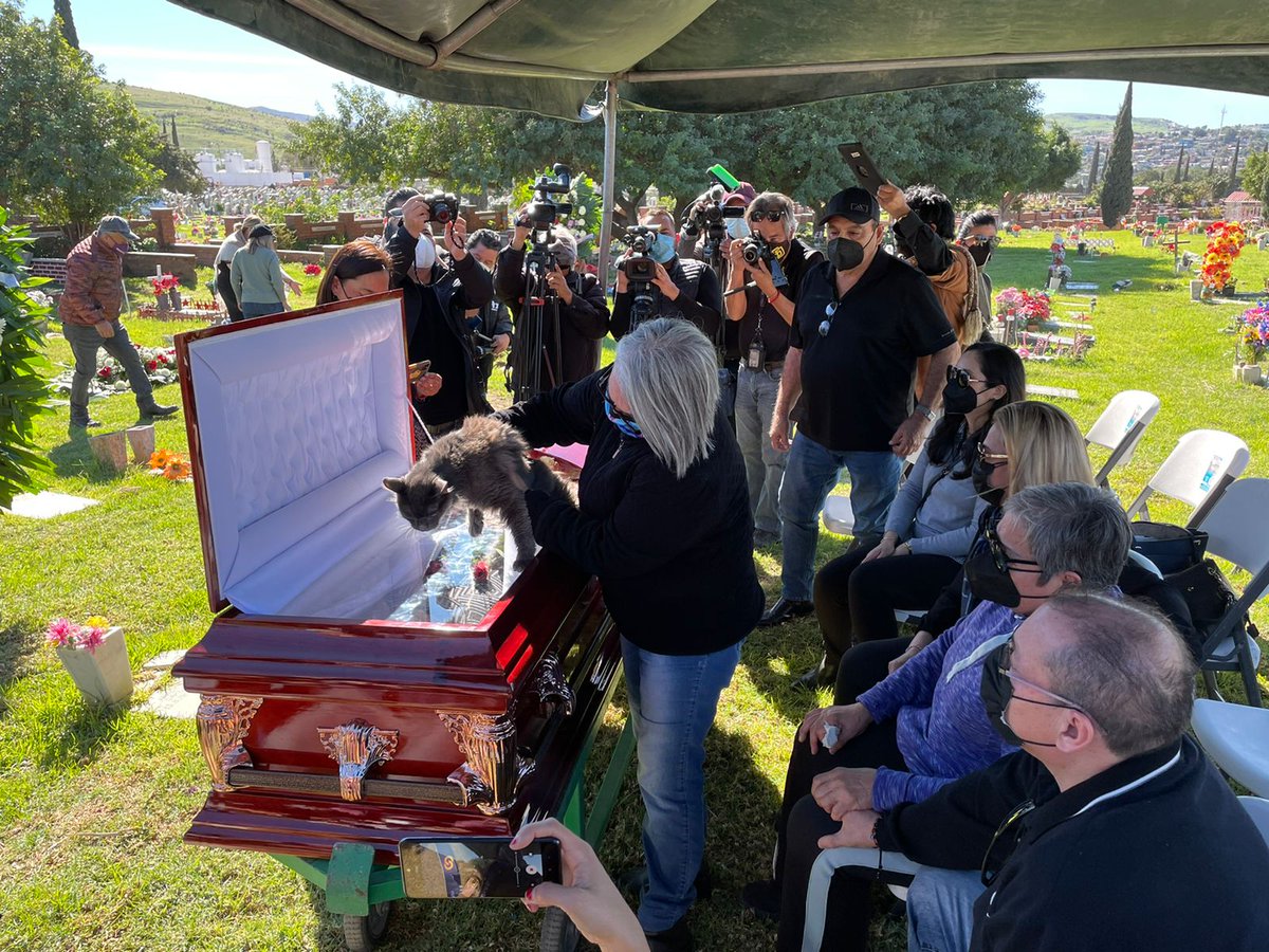Un abrazo a la familia y compañeros de #LourdesMaldonado que hoy tuvieron que sepultarla. Esta imagen enviada por <a href="/jahootsen/">Jan-Albert Hootsen</a> nos muestra la vulnerabilidad de la vida: un gato diciendo adiós.
#NiSilencioNiOlvido
#NoSeMataLaVerdad
#SinMasPeriodistasEnSusListas
#PeriodismoEnRiesgo
