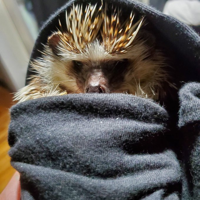 Had to say goodbye to my buddy Hedgie this week, he helped me so much after Ella passed and I'm heartbroken<a href="/tag/motleycrue"class="tags"><span>#motleycrue</span></a><a href="/tag/drfeelgood"class="tags"><span>#drfeelgood</span></a>